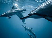 博鱼app-CBA常规赛18轮：广东客场大胜吉林 稳居积分榜前三